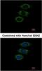 Peptidyl-prolyl cis-trans isomerase-like 1 antibody, NBP2-15080, Novus Biologicals, Immunocytochemistry image 