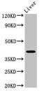 Mab-21 Like 2 antibody, LS-C671971, Lifespan Biosciences, Western Blot image 