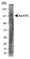 Low-density lipoprotein receptor-related protein 8 antibody, TA336283, Origene, Western Blot image 