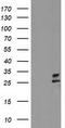 Polysaccharide Biosynthesis Domain Containing 1 antibody, TA503132S, Origene, Western Blot image 