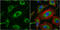 Importin 7 antibody, GTX106408, GeneTex, Immunocytochemistry image 