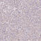 Coatomer Protein Complex Subunit Zeta 2 antibody, HPA055999, Atlas Antibodies, Immunohistochemistry paraffin image 