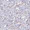 Sentrin-specific protease 3 antibody, HPA060290, Atlas Antibodies, Immunohistochemistry frozen image 