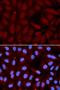 SP5 antibody, orb136300, Biorbyt, Immunofluorescence image 