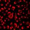 NLR Family CARD Domain Containing 4 antibody, LS-B15835, Lifespan Biosciences, Immunofluorescence image 