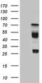 Hyaluronan-binding protein 2 antibody, TA809360, Origene, Western Blot image 