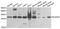 B Cell Receptor Associated Protein 29 antibody, A6335, ABclonal Technology, Western Blot image 