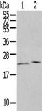 Histidine Triad Nucleotide Binding Protein 3 antibody, orb522562, Biorbyt, Western Blot image 