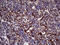 Killer Cell Lectin Like Receptor B1 antibody, LS-C792207, Lifespan Biosciences, Immunohistochemistry paraffin image 