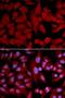 Proteasome subunit alpha type-4 antibody, LS-C332130, Lifespan Biosciences, Immunofluorescence image 
