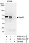 NGFI-A Binding Protein 1 antibody, A303-081A, Bethyl Labs, Immunoprecipitation image 