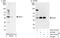 NudE Neurodevelopment Protein 1 antibody, A301-972A, Bethyl Labs, Western Blot image 