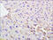 Suppression Of Tumorigenicity 14 antibody, 251183, Abbiotec, Immunohistochemistry paraffin image 