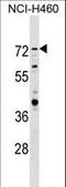 Ring Finger Protein 207 antibody, LS-C158872, Lifespan Biosciences, Western Blot image 