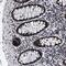 Caspase Activity And Apoptosis Inhibitor 1 antibody, PA5-54198, Invitrogen Antibodies, Immunohistochemistry frozen image 