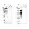 Perilipin 4 antibody, PA5-60792, Invitrogen Antibodies, Western Blot image 