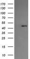 Protein C inhibitor antibody, CF504369, Origene, Western Blot image 