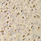 QKI, KH Domain Containing RNA Binding antibody, 22-654, ProSci, Immunohistochemistry frozen image 