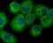 UPF1 RNA Helicase And ATPase antibody, A00900, Boster Biological Technology, Immunocytochemistry image 