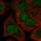 Notch Receptor 1 antibody, HPA067168, Atlas Antibodies, Immunofluorescence image 