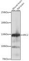 ERC protein 2 antibody, 16-247, ProSci, Western Blot image 