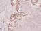 Heterogeneous Nuclear Ribonucleoprotein D antibody, A02895-1, Boster Biological Technology, Immunohistochemistry frozen image 