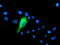 Interferon Induced Protein 35 antibody, LS-C173225, Lifespan Biosciences, Immunofluorescence image 