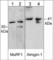 MuRF-1 antibody, MP3401, ECM Biosciences, Western Blot image 