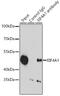 Eukaryotic initiation factor 4A-I antibody, 19-567, ProSci, Immunoprecipitation image 