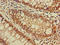 DnaJ Heat Shock Protein Family (Hsp40) Member C4 antibody, orb400352, Biorbyt, Immunohistochemistry paraffin image 