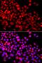 Cell Division Cycle 45 antibody, orb136533, Biorbyt, Immunofluorescence image 