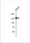 USP21 antibody, TA328144, Origene, Western Blot image 