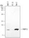 FKBP Prolyl Isomerase 2 antibody, MAB4356, R&D Systems, Western Blot image 