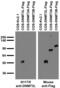 DNA Methyltransferase 3 Like antibody, 75-153, Antibodies Incorporated, Western Blot image 