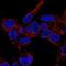 Multivesicular Body Subunit 12B antibody, PA5-60468, Invitrogen Antibodies, Immunofluorescence image 