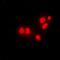 DnaJ Heat Shock Protein Family (Hsp40) Member B6 antibody, orb378036, Biorbyt, Immunofluorescence image 