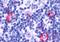 Probable G-protein coupled receptor 146 antibody, orb85012, Biorbyt, Immunohistochemistry paraffin image 