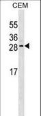 Erythropoietin antibody, LS-C159541, Lifespan Biosciences, Western Blot image 