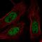 BRCA1 Associated Protein 1 antibody, HPA028815, Atlas Antibodies, Immunocytochemistry image 