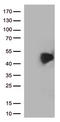 Programmed cell death 1 ligand 2 antibody, TA808983, Origene, Western Blot image 