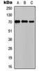 Phosphoenolpyruvate Carboxykinase 1 antibody, LS-C356244, Lifespan Biosciences, Western Blot image 