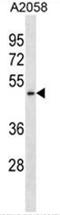 Bifunctional Apoptosis Regulator antibody, AP50370PU-N, Origene, Western Blot image 