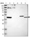 SEC2 antibody, NBP1-80775, Novus Biologicals, Western Blot image 