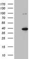 Krueppel-like factor 9 antibody, NBP2-45511, Novus Biologicals, Western Blot image 