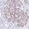 PTBP2 antibody, PA5-61511, Invitrogen Antibodies, Immunohistochemistry paraffin image 
