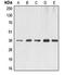 DNA excision repair protein ERCC-1 antibody, LS-C352172, Lifespan Biosciences, Western Blot image 
