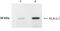 Kallikrein Related Peptidase 4 antibody, NB200-134, Novus Biologicals, Western Blot image 