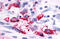 Probable G-protein coupled receptor 116 antibody, MBS244341, MyBioSource, Immunohistochemistry frozen image 