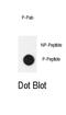 Methyl-CpG Binding Protein 2 antibody, abx032076, Abbexa, Dot Blot image 