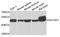 PSTPIP1 antibody, A7760, ABclonal Technology, Western Blot image 